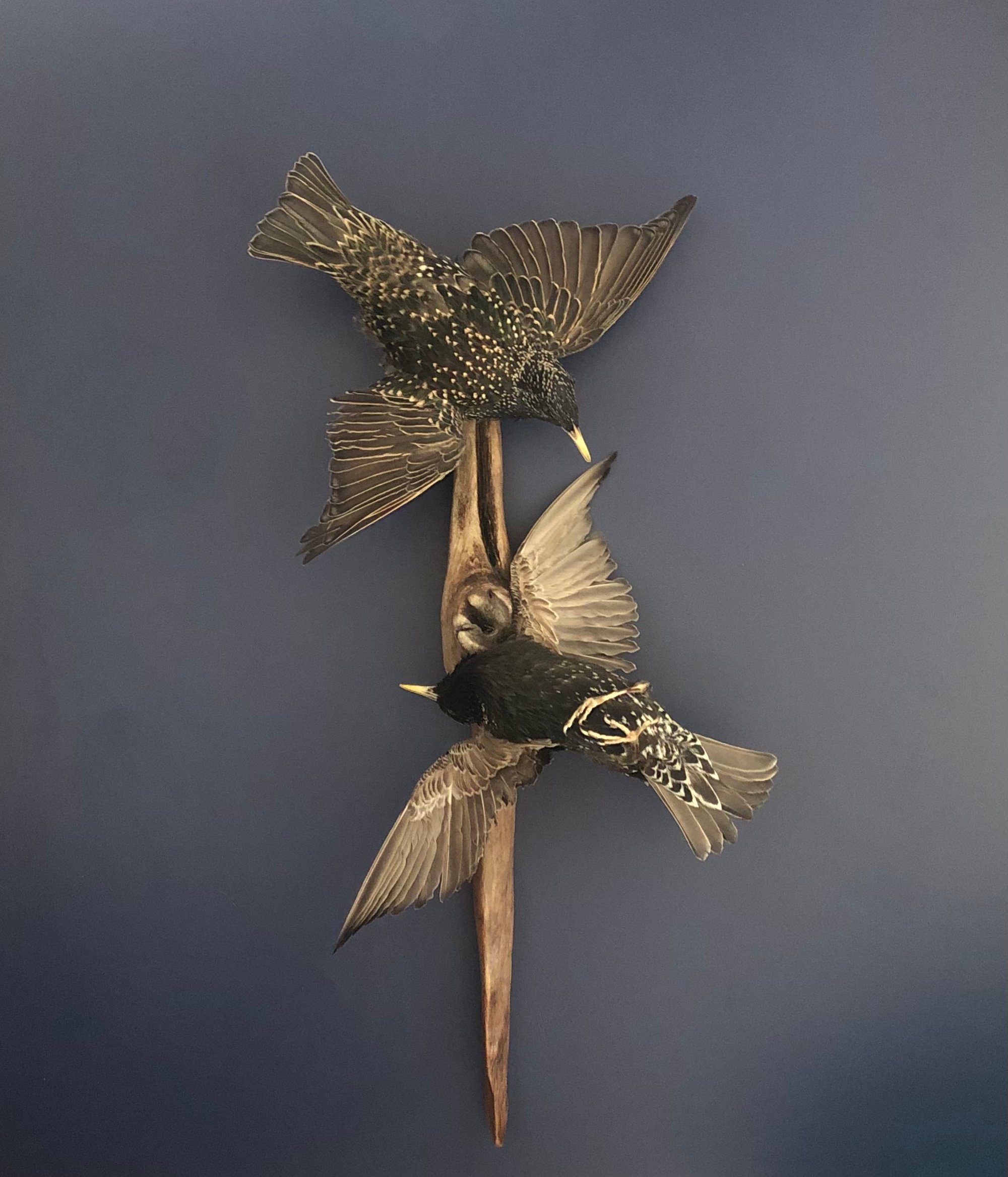 Image of Untitled (two starlings), 2022