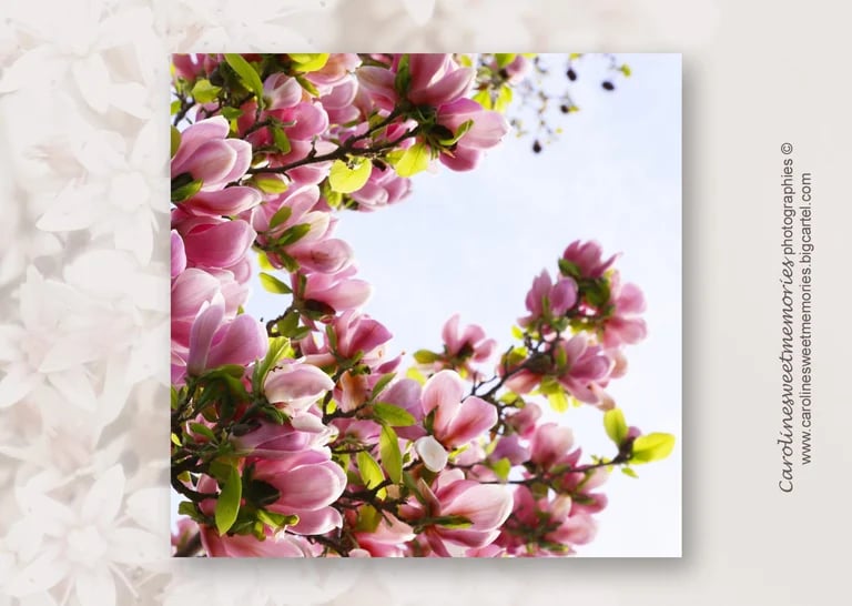 Image of  Série "Arbres en fleurs"