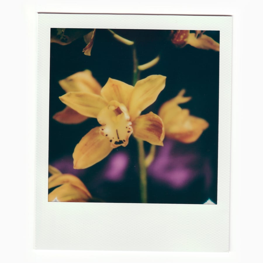 Image of Golden orchid