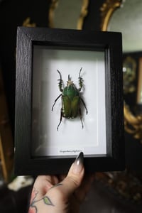 Image 1 of Polyphemus Beetle