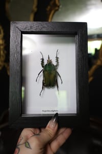Image 2 of Polyphemus Beetle