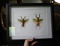 Image 1 of Malaysian Shield Mantis Pair