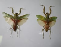 Image 2 of Malaysian Shield Mantis Pair