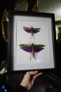 Image 1 of Purple Grasshopper Pair