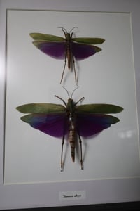Image 2 of Purple Grasshopper Pair