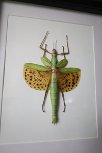 Image 2 of Leopard Spotted Stick Insect