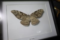 Image 2 of White Witch Moth