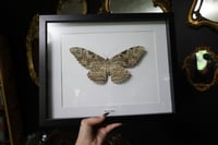 Image 1 of White Witch Moth