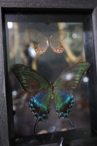 Image 2 of Pink Glasswing Butterfly & Alpine Black Swallowtail