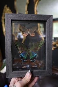 Image 1 of Pink Glasswing Butterfly & Alpine Black Swallowtail