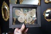 Image 1 of Ghostly Silk Moth (Female)
