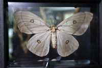 Image 2 of Ghostly Silk Moth (Female)