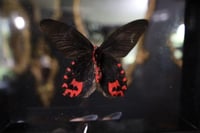 Image 2 of Vampire Butterfly (Verso male)