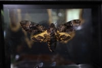 Image 2 of Death Head Moth (5x7)