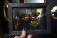 Image 1 of Death Head Moth (5x7)