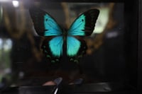 Image 2 of Sea Green Swallowtail