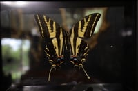 Image 2 of Three-Tailed Tiger Swallowtail