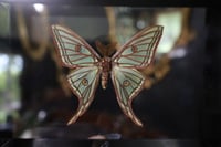 Image 2 of Spanish Moon Moth (RARE)