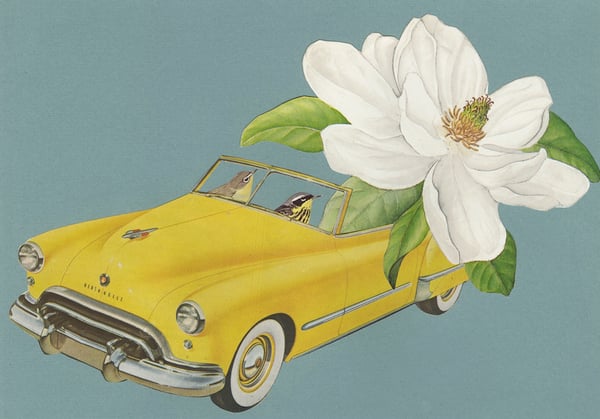 Image of Magnolia Warblers - original collage