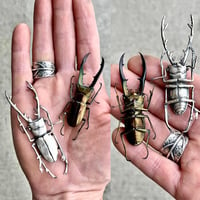 Image 1 of Birds and Bugs silversmithing workshop 2025