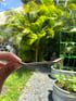 Tiny Grindz- Rasta Overlap Image 3