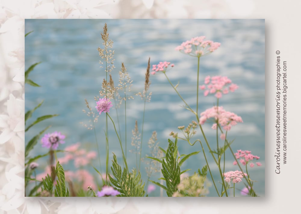 Image of Série "Fleurs roses au bord du lac"