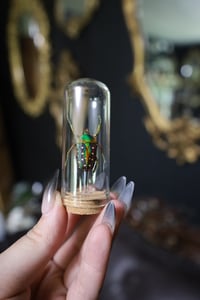 Image 2 of Spotted Flower Beetle Jar