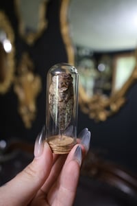 Image 1 of Cicada Jar