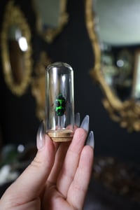 Image 1 of Green Flower Beetle Jar