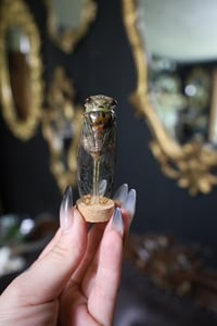 Image 3 of Large Cicada Jar