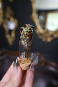 Image 2 of Large Cicada Jar
