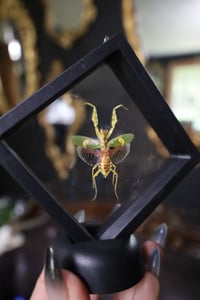 Image 2 of Jeweled Flower Mantis Mini Frame