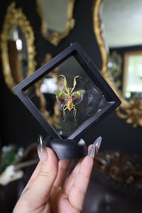 Image 1 of Jeweled Flower Mantis Mini Frame