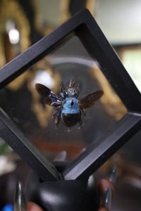 Image 2 of Blue Carpenter Bee Mini Frame