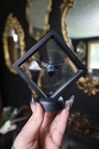 Image 1 of Blue Carpenter Bee Mini Frame