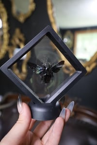 Image 1 of Black Carpenter Bee Mini Frame