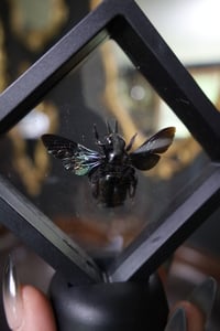 Image 2 of Black Carpenter Bee Mini Frame