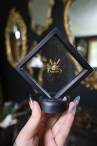 Image 1 of Golden Carpenter Bee Mini Frame