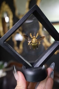 Image 2 of Golden Carpenter Bee Mini Frame