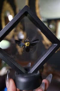 Image 2 of Golden Carpenter Bee (male)