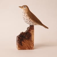 Image 5 of Song Thrush