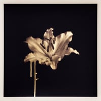 Image 1 of Gilded Lily (Gold)