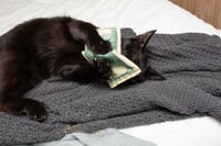 Image 5 of Catnip Crinkle Cash