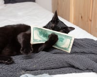 Image 3 of Catnip Crinkle Cash