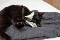 Image 4 of Catnip Crinkle Cash