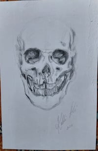 Small study of skull approx 12cm x 20cm