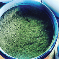 Green Gold Energy Powder
