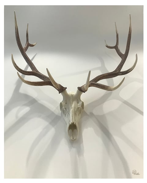 Image of Elk Skull Photo