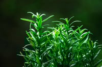 Image 2 of Fresh Faces Beauty Spa Butter in Lemon and Rosemary