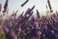 Image 1 of Fresh Faces Beauty Spa Butter in Lavender and Lime